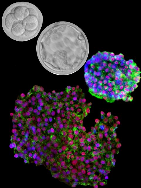 Researchers wind back the biological clock on human embryonic stem cells