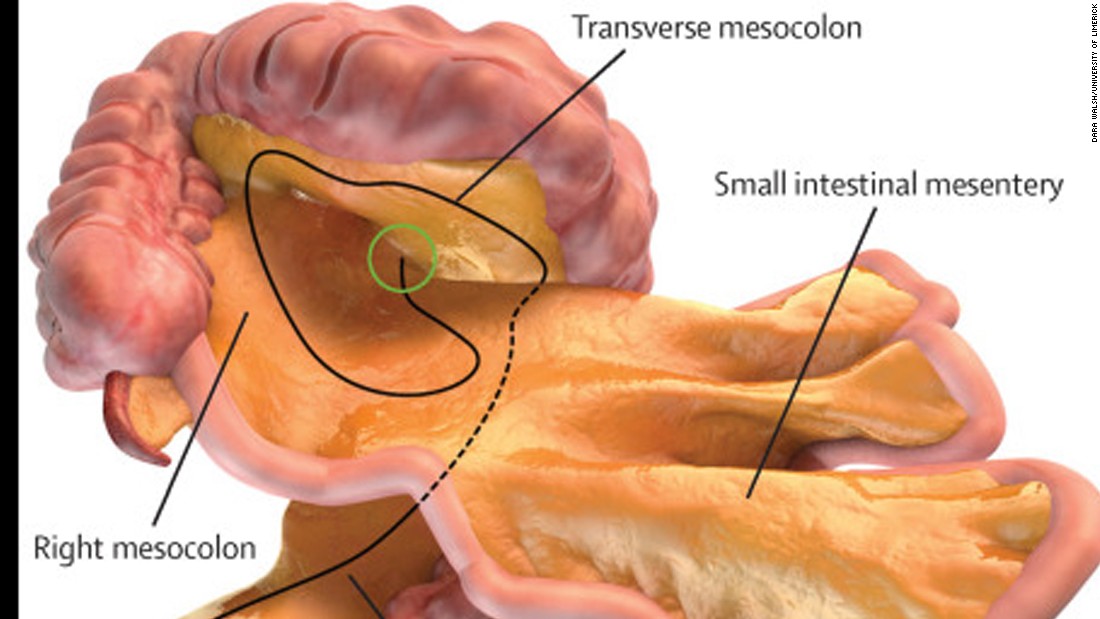 A New Organ you didn't know you had: The Mesentery