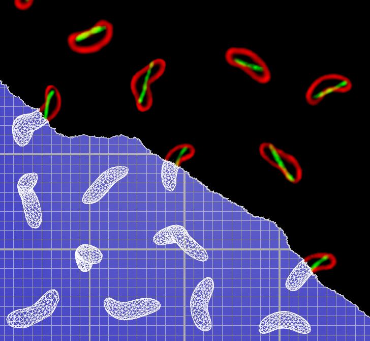 Cholera bacteria infect more effectively with a simple twist of shape