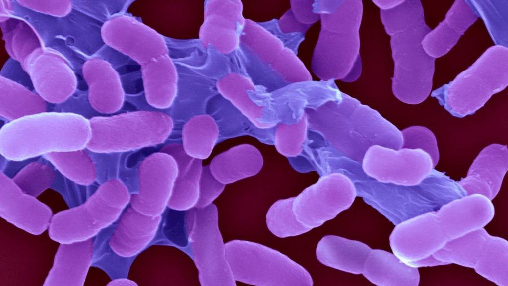 World's most threatening superbugs ranked in new list