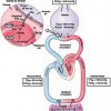 Hyperventilation Therapy for Control of Post-Traumatic Intracranial ...