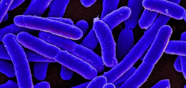 Common food additive slows E. coli poisoning
