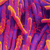 FDA Approves Zinplava to Reduce Recurrence of Clostridium difficile Infection in Adult Patients