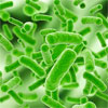 Excess dietary zinc worsens Clostridium difficile infection
