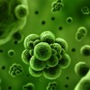 Drug-Resistant Bacteria
