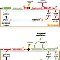 angiotensin-converting-enzyme-defects-in-shock-implications-for-future-therapy