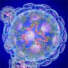 Coronavirus Can Spread Between Humans