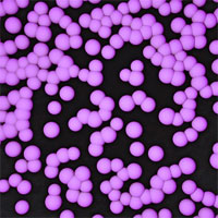 Delay in Antibiotic Administration Is Associated With Mortality Among Septic Shock Patients With Staphylococcus Aureus Bacteremia