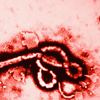 Ebola adapted to better infect humans during 2013-2016 epidemic