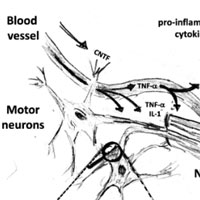 Electrophysiological Investigations of Peripheral Nerves and Muscles