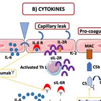 Endothelial Dysfunction Role During COVID-19