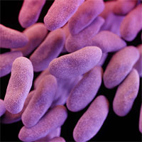 Rescue Strategy for Treating Severe Carbapenemase-Producing Klebsiella Pneumoniae Infections