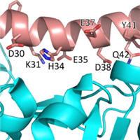 Human ACE2 peptide-mimics block SARS-CoV-2 pulmonary cells infection