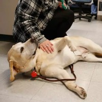 In ICUs, a Furry Friend to Comfort Patients
