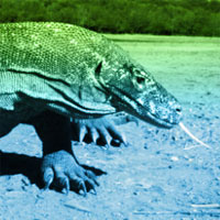 komodo-dragon-inspired-synthetic-peptide-drgn