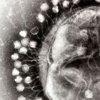 Meet the trillions of viruses that make up your virome
