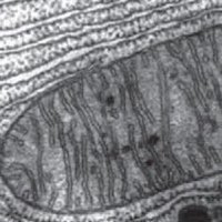 mitochondrial-function-in-sepsis