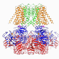 new-molecular-map-reveals-how-cells-spew-out-potassium
