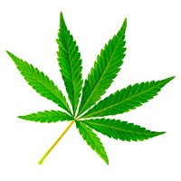 New Study Showing CBD Strains Lower Chances of COVID-19