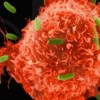 New discovery paves way for pancreatic cancer treatment
