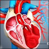 pathological hypertrophic cardiomyopathy