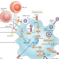 Pathological Inflammation in Patients with COVID-19