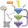 Potential Mechanisms Underlying Centralized Pain and Emerging Therapeutic Interventions