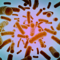 Probiotic and Synbiotic Therapy in Critical Illness