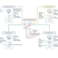 Respiratory Drive in the ARDS: Pathophysiology, Monitoring, and Therapeutic Interventions