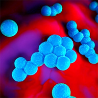 Role of Combination Antimicrobial Therapy for Vancomycin‐Resistant Enterococcus faecium Infections