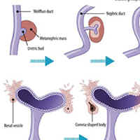 the-developing-kidney-perinatal-aspects-and-relevance-throughout-life