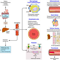 The Gut Microbiome and Its Role in Cardiovascular Diseases