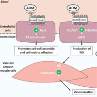 vascular-effects-of-adrenomedullin-and-the-anti-adrenomedullin-antibody-adrecizumab-in-sepsis